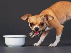 狗狗护食怎么办？如果纠正狗狗护食的习惯？