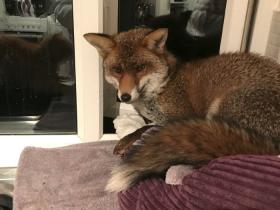 猫咪半夜出去玩耍,回家后,发现床被一只狐狸霸占了