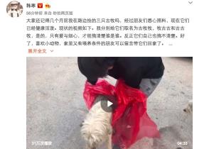 韩寒救助了三条被犬舍抛弃的古牧,呼吁“领养代替购买”