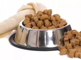 给狗狗挑选狗粮的时候,应该注意些什么?
