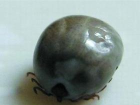 狗狗身上有蜱虫怎么办?怎样彻底清除狗狗身上的蜱虫?