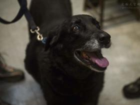 拉布拉多犬跑丢了10年,没想到还能被主人找回来