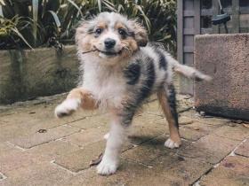 看了这些狗狗照片,会不会让你喜欢上澳大利亚牧羊犬?