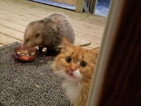 一只负鼠抢走了猫咪的食物,猫咪的表情令人心疼