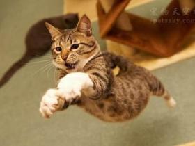 猫咪为什么会喜欢挠沙发呢?怎么改变猫咪挠沙发的习惯?