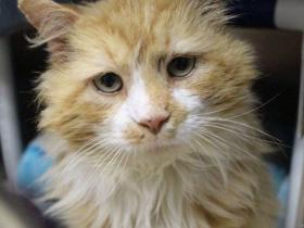 猫咪步行了19公里回到主人的身边,主人却准备将它安乐死