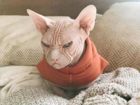 靠着自己“不爽”的面部表情,斯芬克斯猫Loki在网络上走红