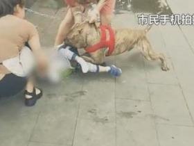 重庆4岁男孩被一条比特犬撕咬， 涉事宠物店被罚500元
