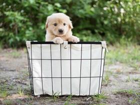 为什么人会把狗作为宠物来养,而不是猪呢?