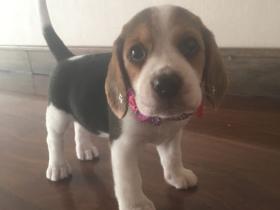 养一只比格犬是一种怎样的体验?