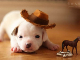 如何训练小狗?好狗狗离不开后天的训练和培养