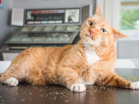 猫咪对这种植物毫无抵抗能力,猫奴可以在家里备一些“猫薄荷”