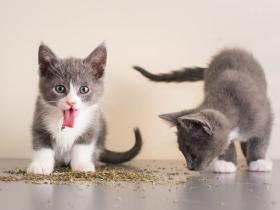 营养膏能代替猫粮吗？日常需要注意什么？