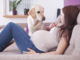 怀孕之后,就要送走家里的宠物吗?