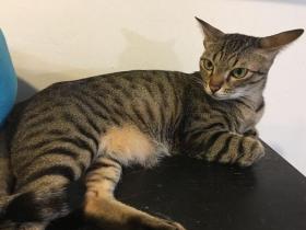 短短三年,家里就从1只猫变成了20只猫的大家庭