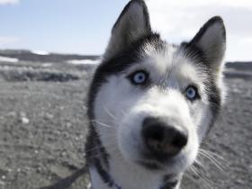 家里的狗挑食不吃狗粮,合格的铲屎官想到一个方法!