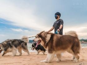 知名的萌宠博主“国民老岳父公”,还有他的三条阿拉斯加犬