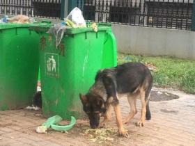 “夫妻偷盗警犬”事件引发思考,吃空饷都吃到警犬身上了