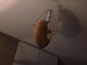 女子半夜睡觉听到头顶有怪声,打开灯看到眼前这幕