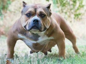 美国恶霸犬多少钱一只,影响恶霸犬价格的4大因素