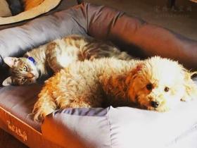 两条腿的狗狗,遇到了一位有爱心的男人,命运再次发生转变