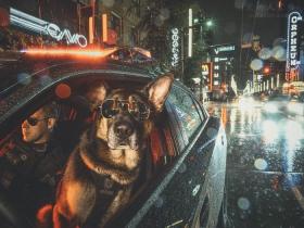 警犬的慈善活动,为日历拍照片,获得的收入捐给需要的人