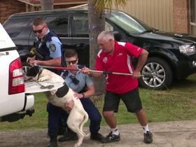 澳一只斗牛犬咬伤小男孩,被警察带走,可能会被处死