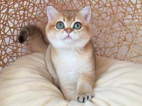 金渐层怎么养?如何才能养好一只金渐层猫?