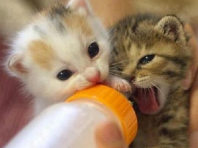 银渐层猫多少钱一只?如何选择准银渐层纯种猫