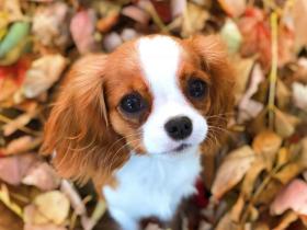 分享一些漂亮的可卡犬照片，有没有你喜欢的一张？