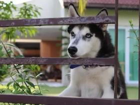 狗狗绝育手术,必看的7条注意事项