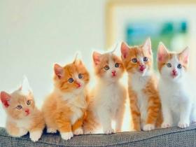 猫咪做绝育手术,必看的10条注意事项!