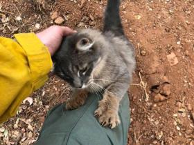 消防员从森林大火中救了一只猫咪，没想到收到它这样的感谢