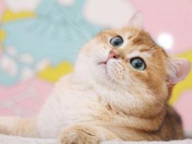 第一次养猫,金渐层该怎么挑选?金渐层价格怎样?