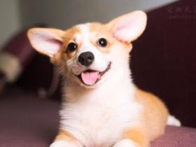 柯基犬为什么要断尾?狗狗断尾是为了什么?