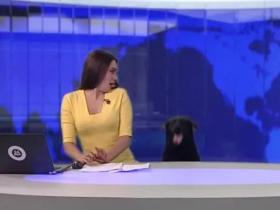 俄罗斯主持人直播时,突然闯进一只狗砸,提高了收视率