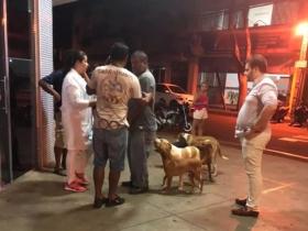 巴西6只狗狗跟着救护车去医院，守在医院院门口，等一位流浪汉