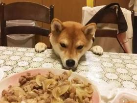 当在狗狗面前吃饭的时候,你真的忍心不让它们吃吗?