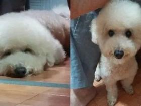 狗子:天不怕地不怕,就怕来自爷爷的突然关心...