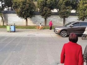 偶遇一位奶奶牵孙女遛狗,可仔细看了下,奶奶是不是牵错了?