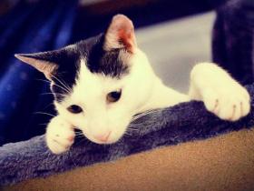 猫咪爱主人的10种行为,快来看看你中了几条?