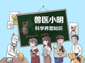 如何挑选一只健康的狗狗?7个细节辨认“星期狗”