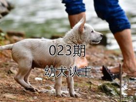 幼犬认主需要时间，四个月后才能记住主人