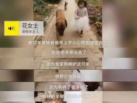 狗狗不喜欢家里的宠物羊,它把羊带出去,将羊抛弃后,自己回家