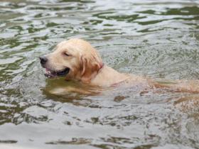 狗狗游泳有溺水风险，有些狗狗是不会游泳的！铲屎官要小心
