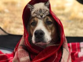 狗狗Henry和小猫Baloo的旅行故事，非常暖心！