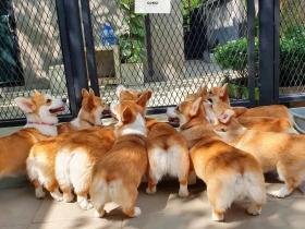 泰国一家以大狗为主题的咖啡厅:Big Dog Cafe