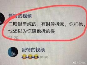 到底什么家庭条件,才可以让狗子实现拆家自由?