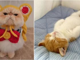 日本短腿猫咪兄妹靠“打排球”爆红网络!飞扑、吼叫、还会垫球