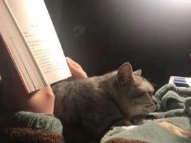 我家两只公猫,为什么喜欢呆在男朋友身边?